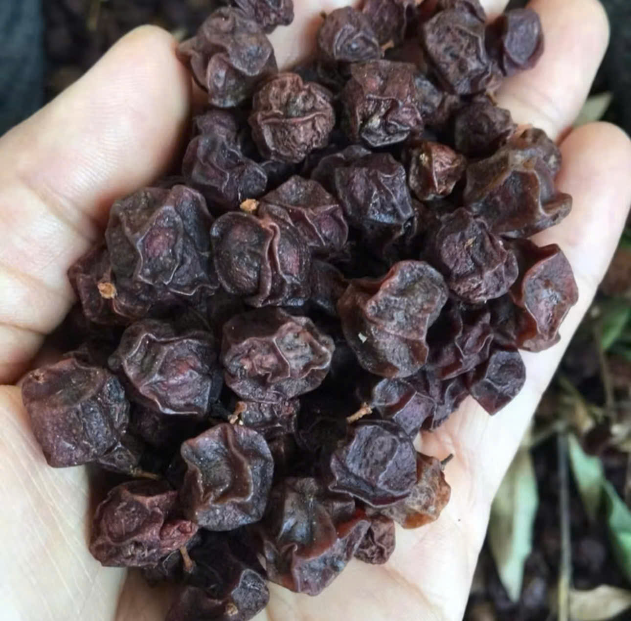 Quả mắc mật (móc mật)